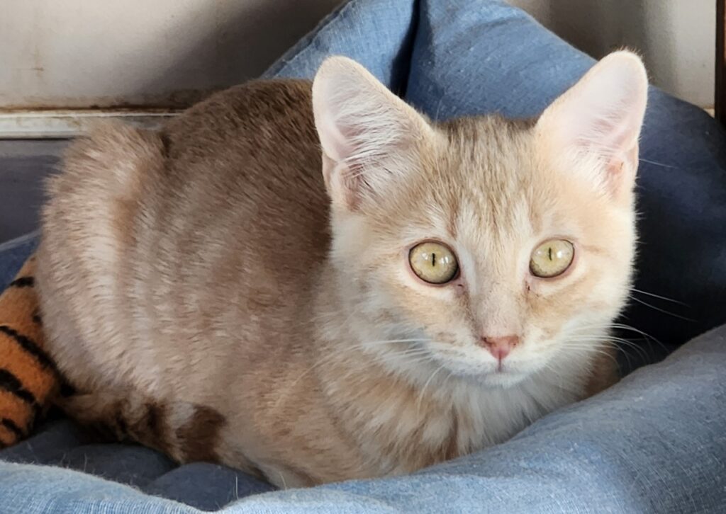 Biscuit