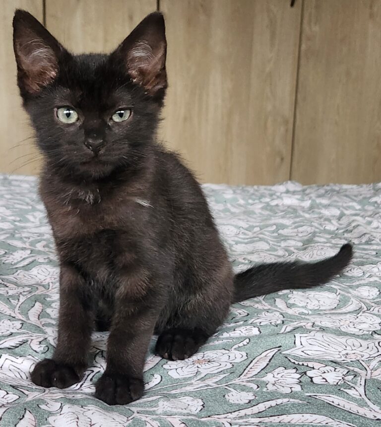 Bibou, chat à l’adoption, Caresses de Chat 94 (Saint-Maur-des-Fossés, 94)