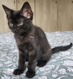 Bibou, chat adopté par Caresses de Chat 94