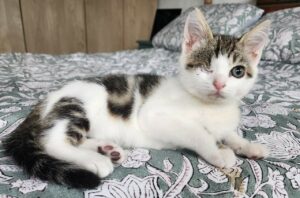 Bouba, chat adopté par Caresses de Chat 94