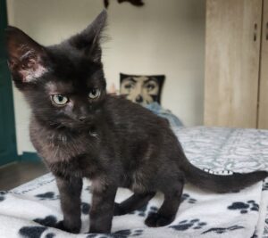 Bibou, chat adopté par Caresses de Chat 94