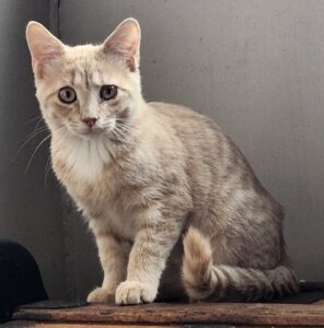 Biscuit, chat adopté par Caresses de Chat 94