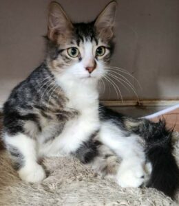 Breezy, chat à l’adoption